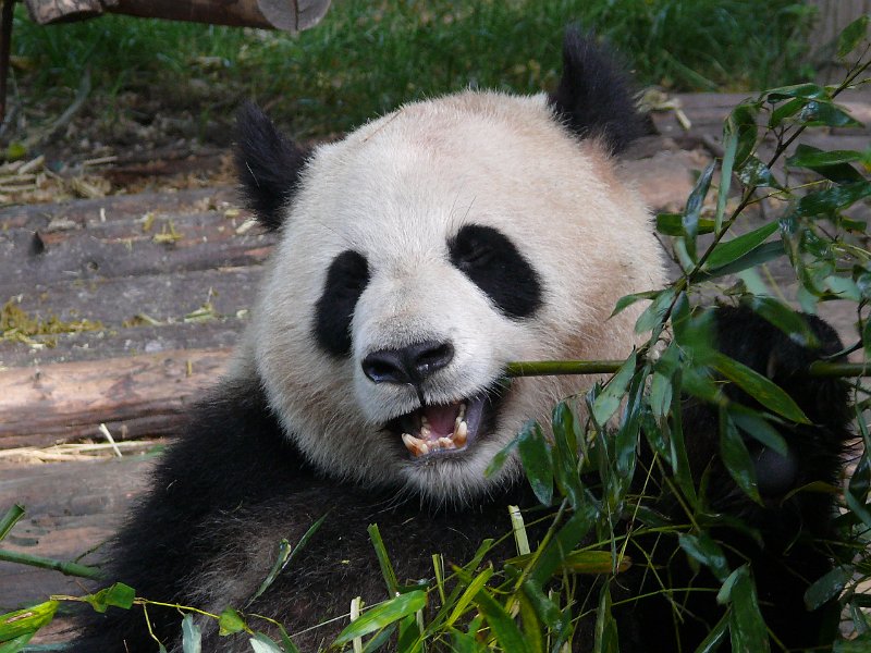 Pandas (026).jpg